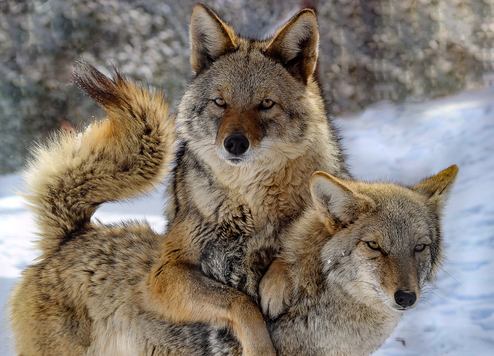 Coyote,Couple,Posing