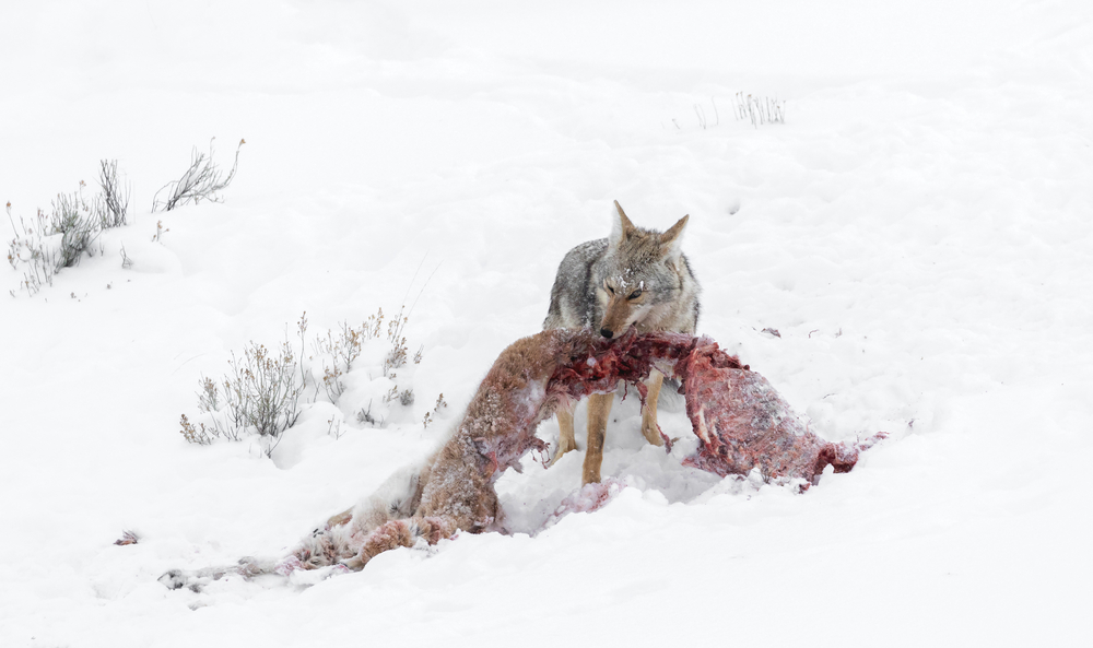 Coyote