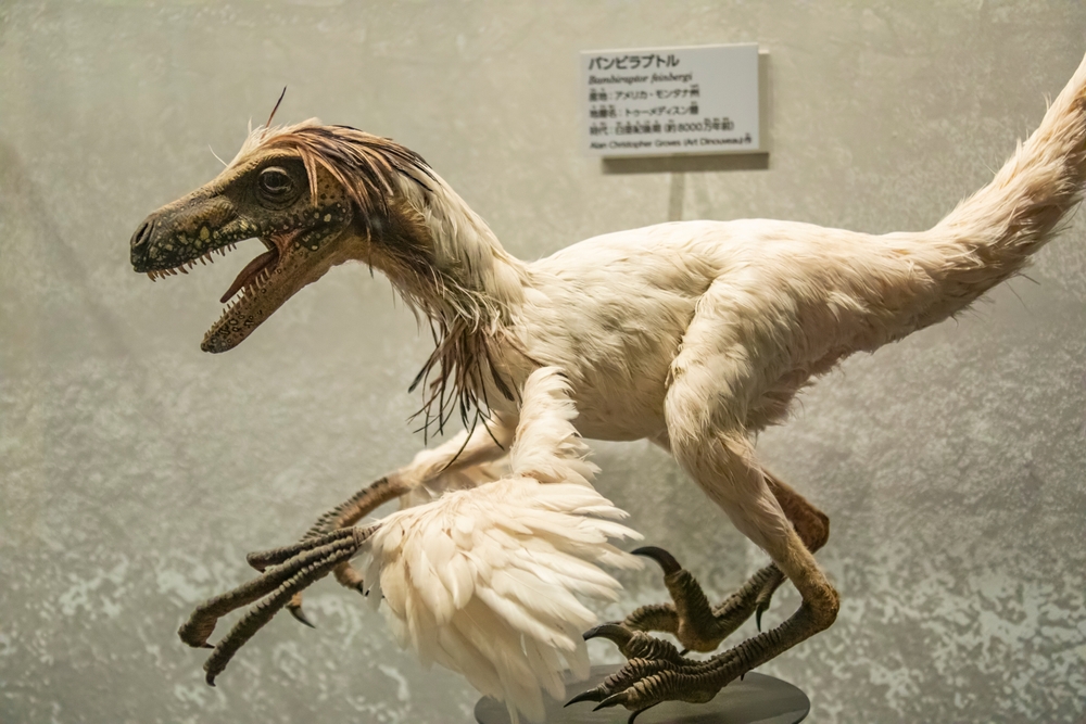 Tokyo,Japan,Mar,11th,2023:,The,Model,Of,Bambiraptor,Feinbergi