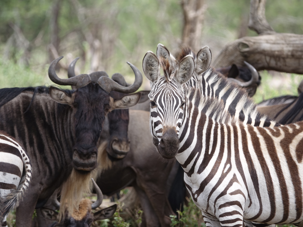 Great,Migration,Serengeti,,Wildebeest,And,Zebras.,Tanzania,,Africa