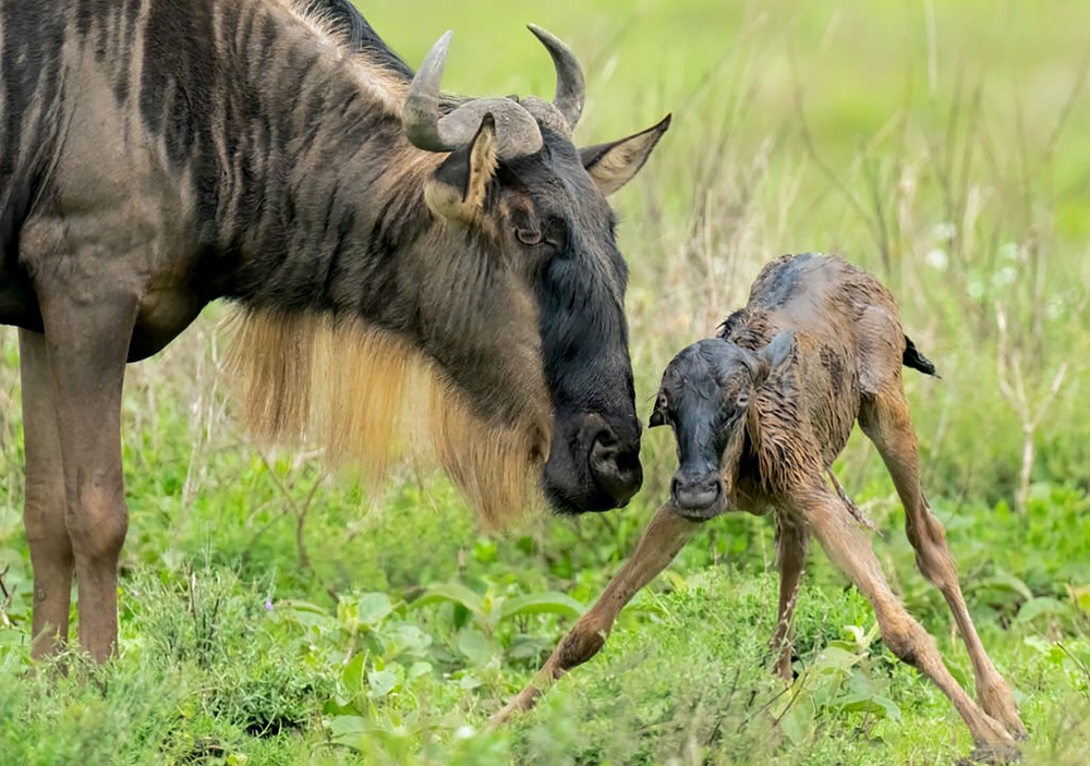 Wildebeest,(connochaetes,Taurinus),And,Newborn,Calf.,Ndutu,Region,Of,Ngorongoro