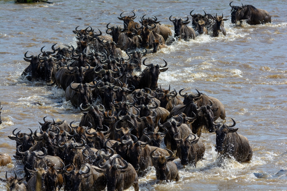 Blue,Wildebeest,Or,Common,Wildebeest,,White bearded,Wildebeest,Or,Brindled,Gnu