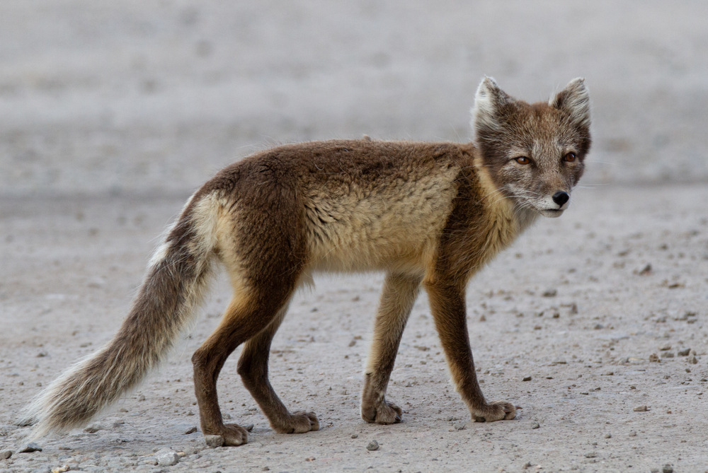 Arctic,Fox,Svalbard,Pyramiden,Summer,On,Spitsbergen
