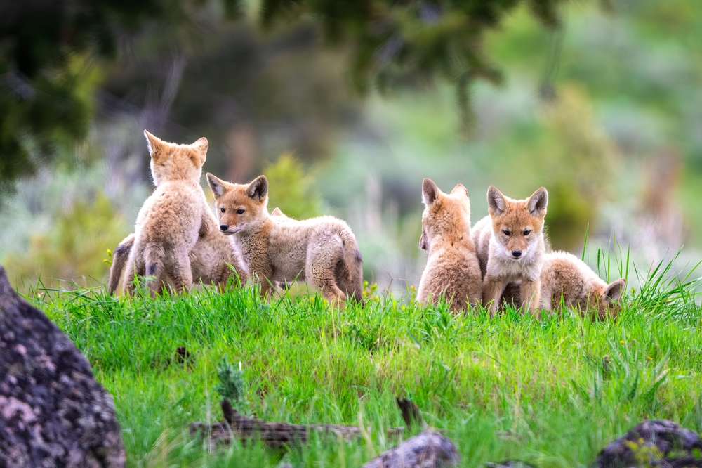 Coyote,Puppies,Being,Playful,At,Yellowstone,National,Park