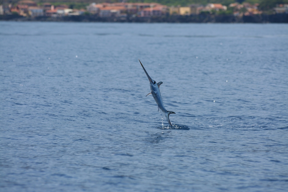Swordfish,Jumping,Out,Of,The,Water,,Mediterranean,Sea