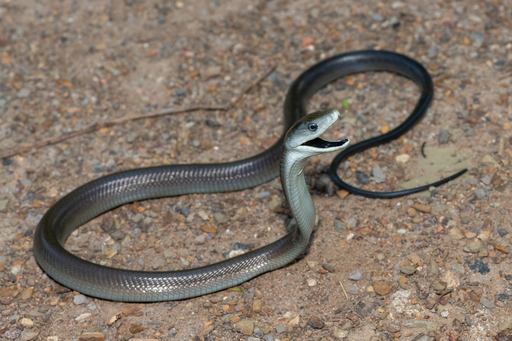 An,Alert,Black,Mamba,(dendroaspis,Polylepis)