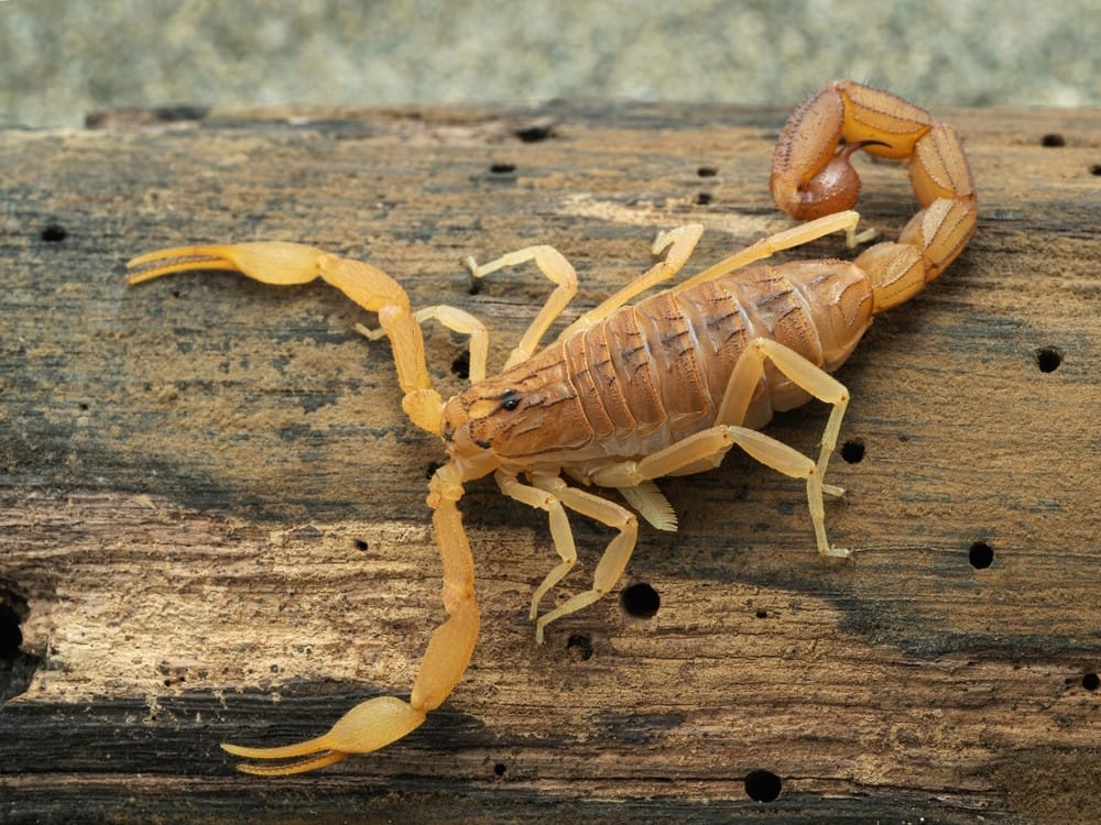 Indische rode schorpioen