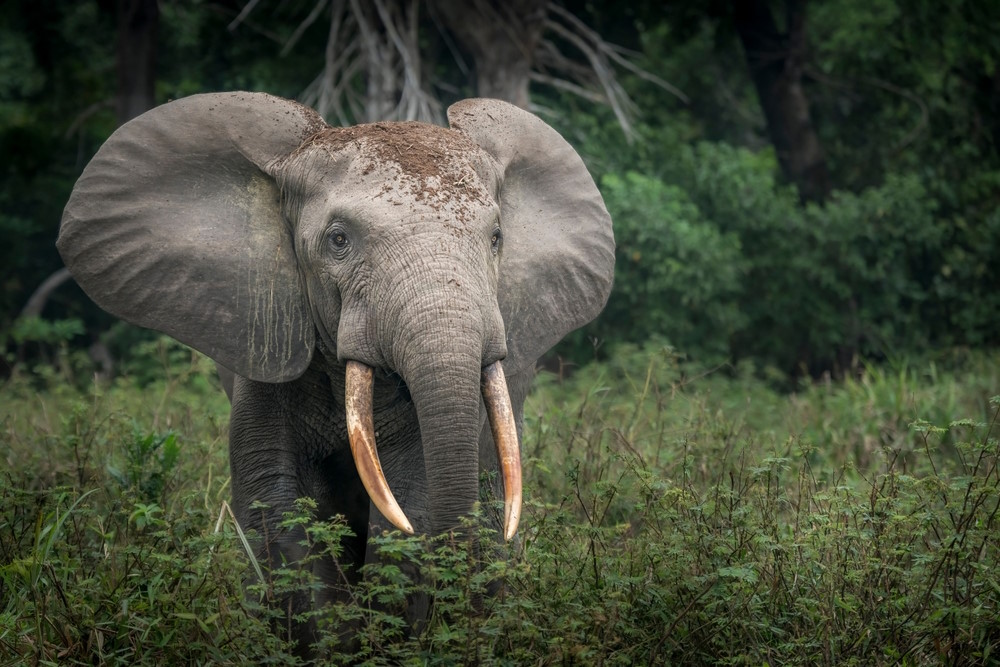 bosolifant