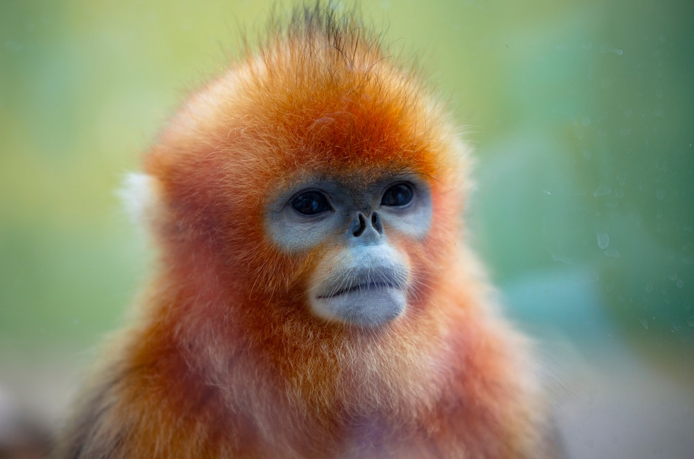 Rhinopithecus stompneusaap