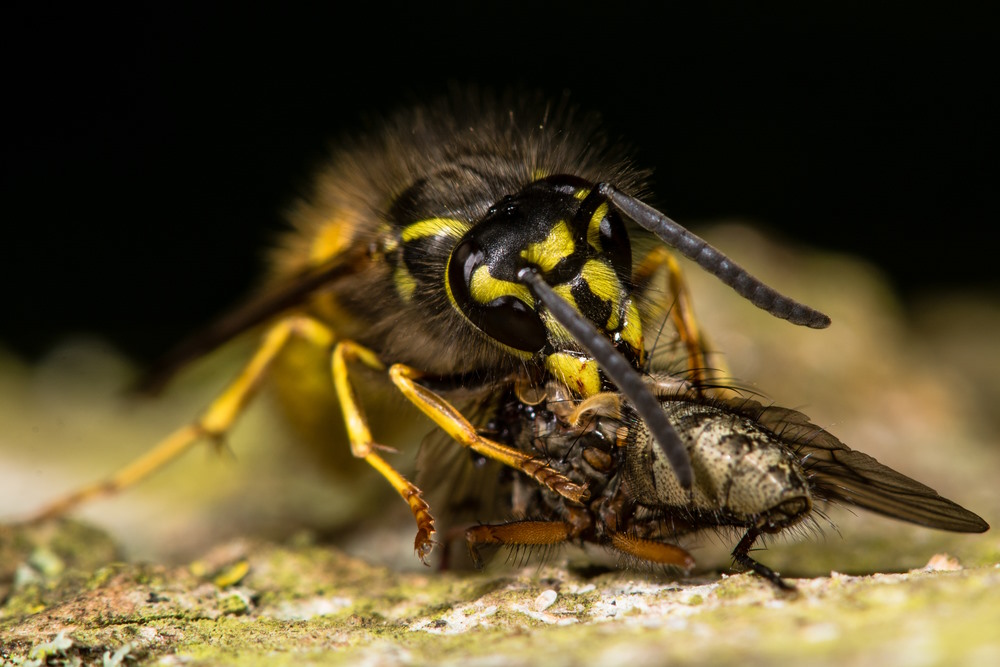 eten andere insecten