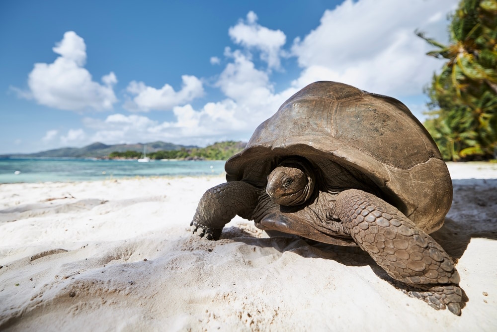 Aldabra Aldabra