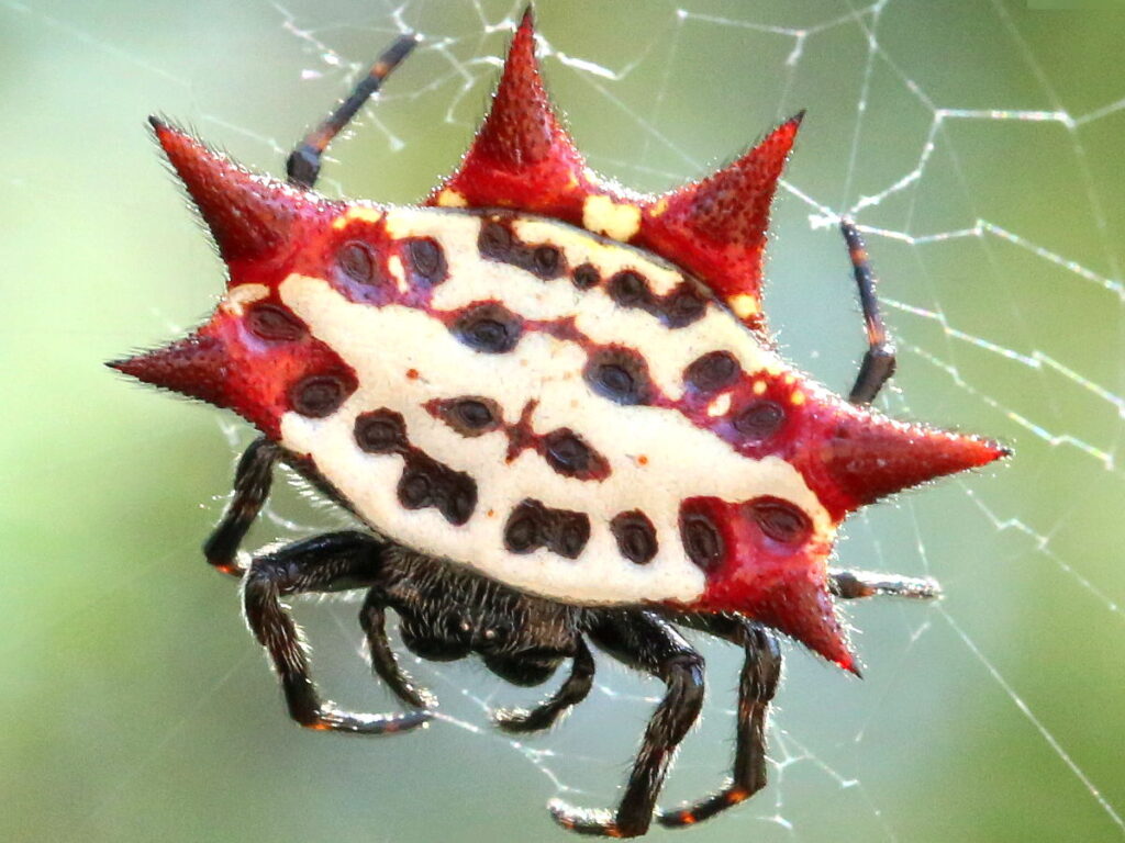 Gasteracantha