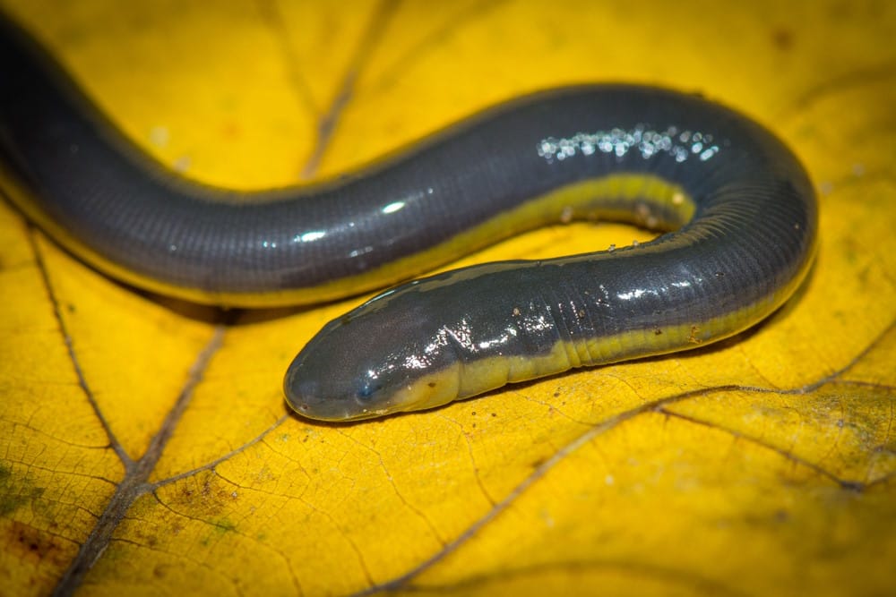 Wormsalamanders Wormsalamanders