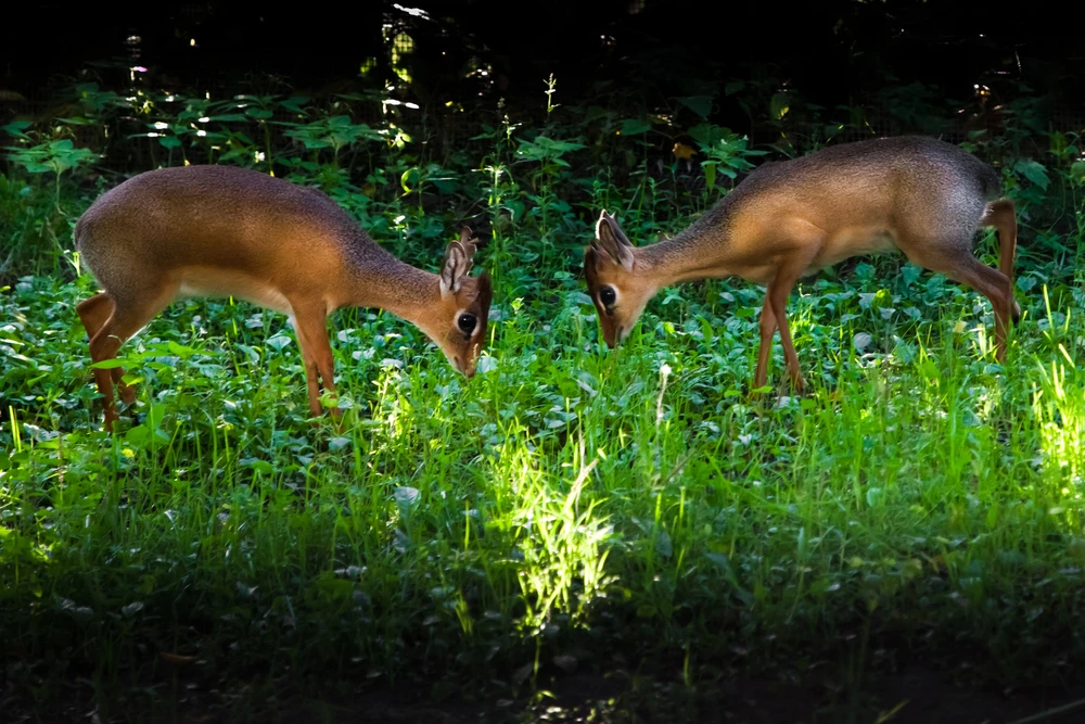 dikdik nacht dikdik nacht
