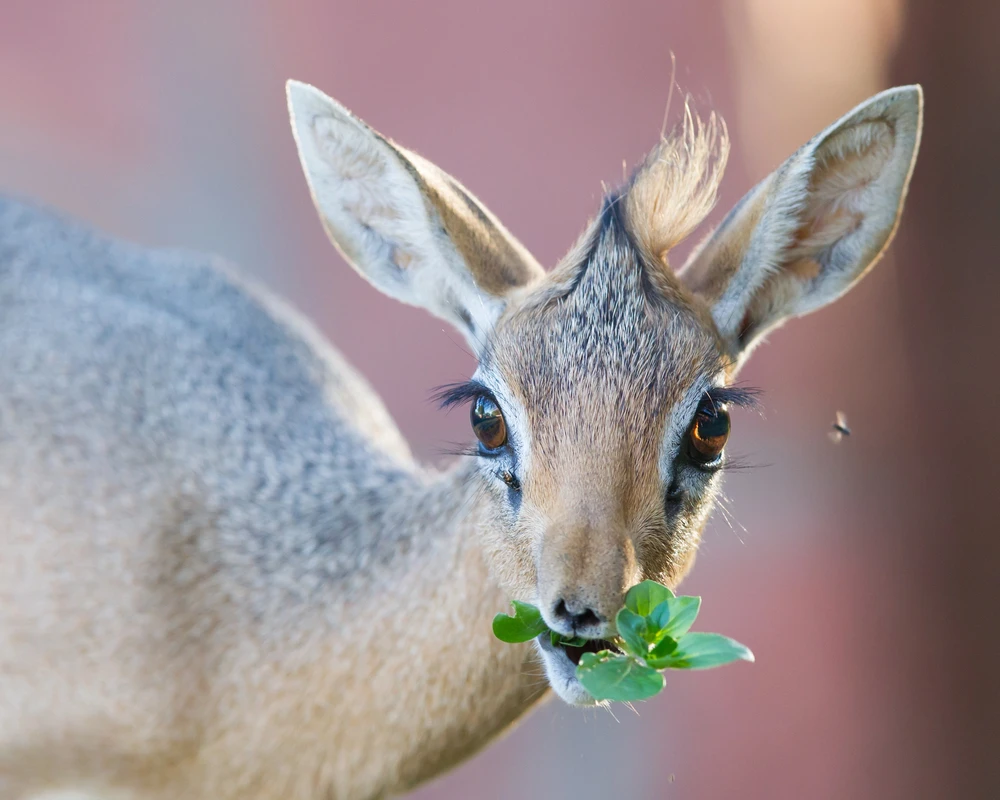 dikdik dikdik
