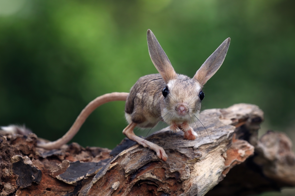 The,Long eared,Jerboa,(euchoreutes,Naso),On,Wood.