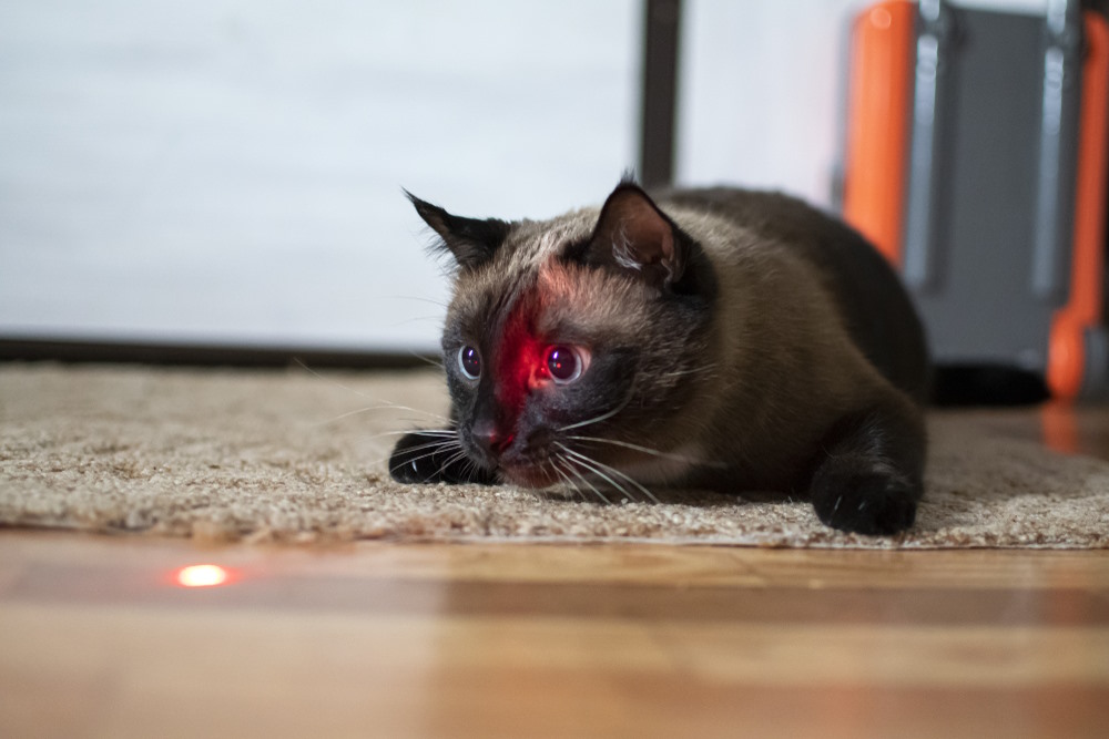 kat met laserstraal
