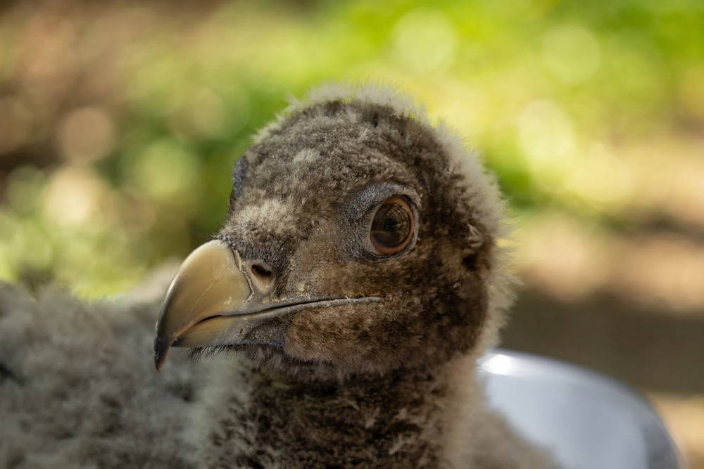 Young,Endangered,Bird,Of,Prey,,Barbatus,,Lammergeier,,Beared,Vulture.
