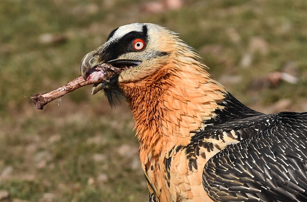 lammergier eet botten