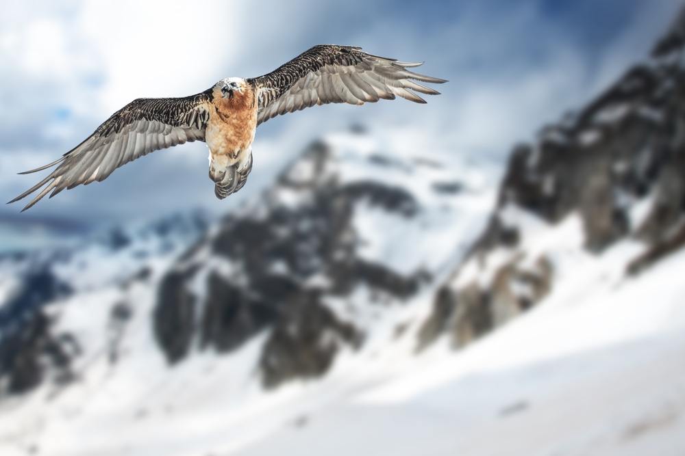 Adult,Bearded,Vulture,(gypaetus,Barbatus),,Also,Known,As,The,Lammergeier