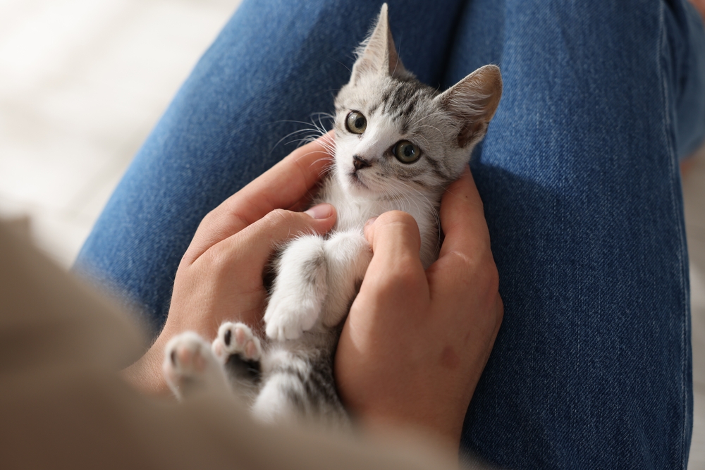 Man,With,Cute,Kitten,At,Home,,Closeup
