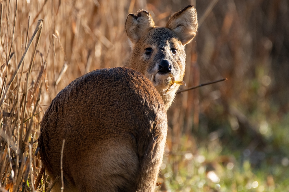 Chineese,Water,Deer,(hydropotes,Inermis),Looking,At,You,At,Hickling