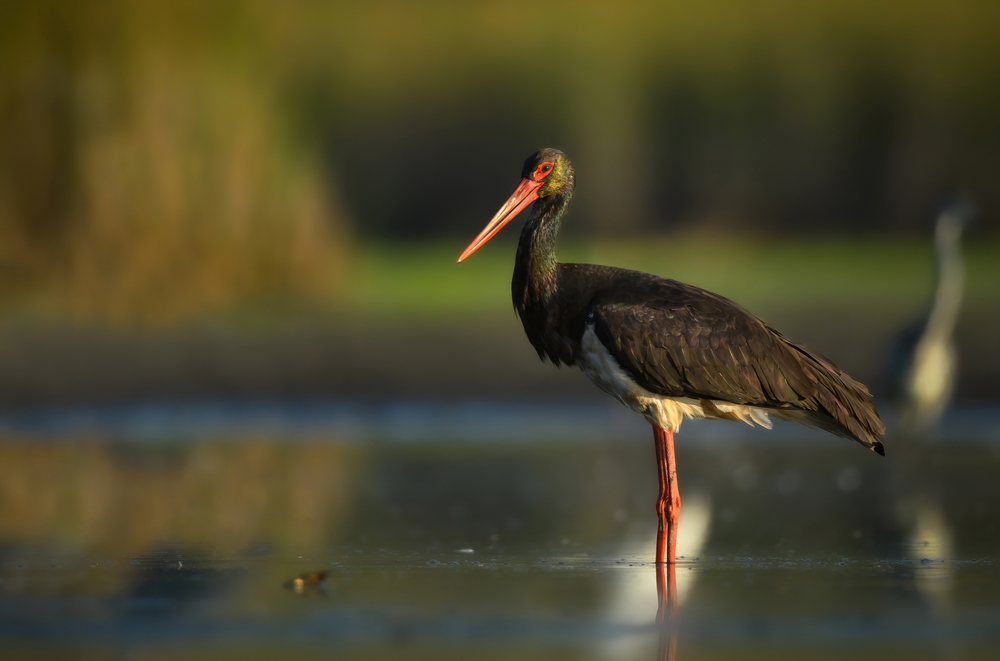 Black,Stork,Bird,(,Ciconia,Nigra,)