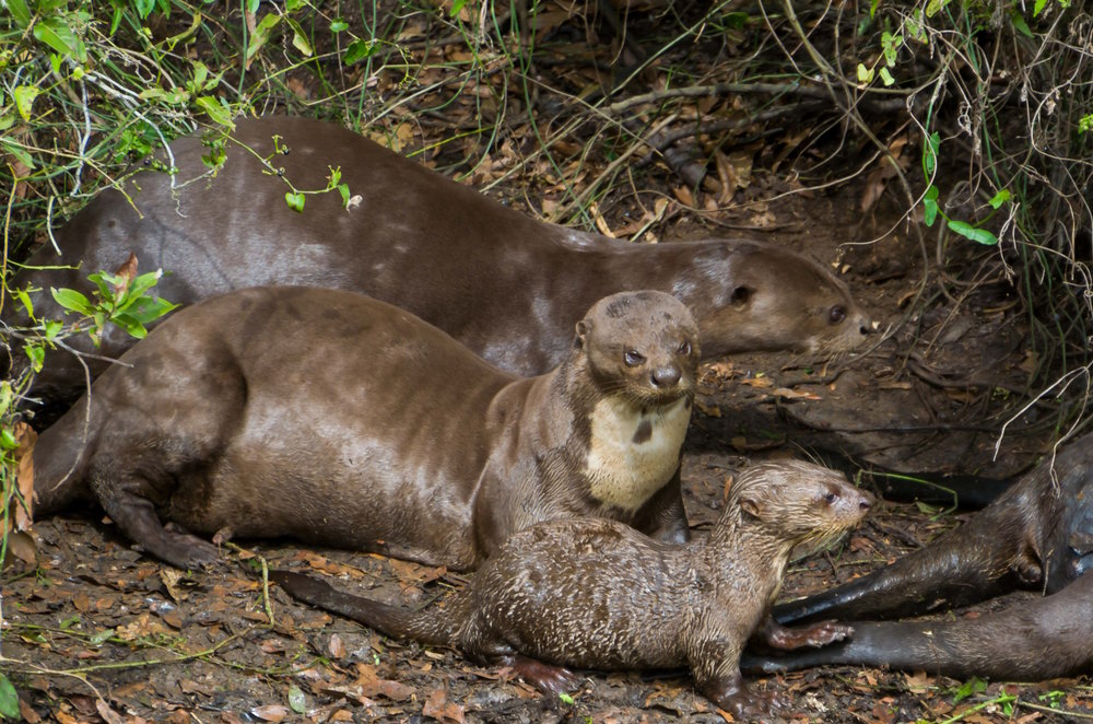 familie (2)