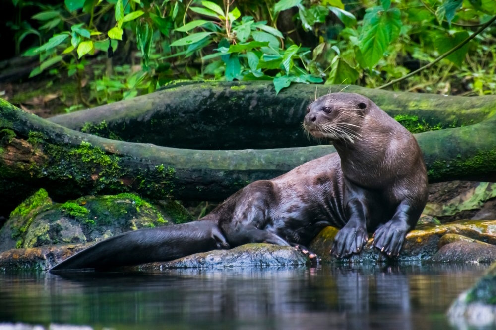 reuzenotter 2