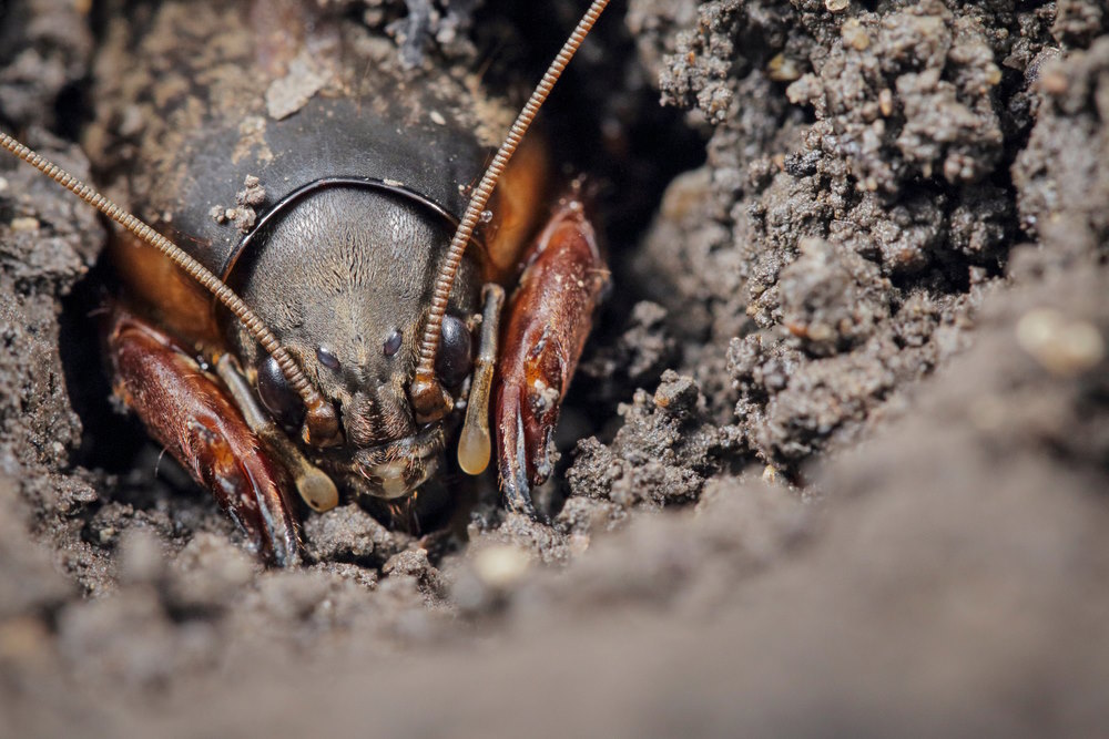 Gryllotalpidae