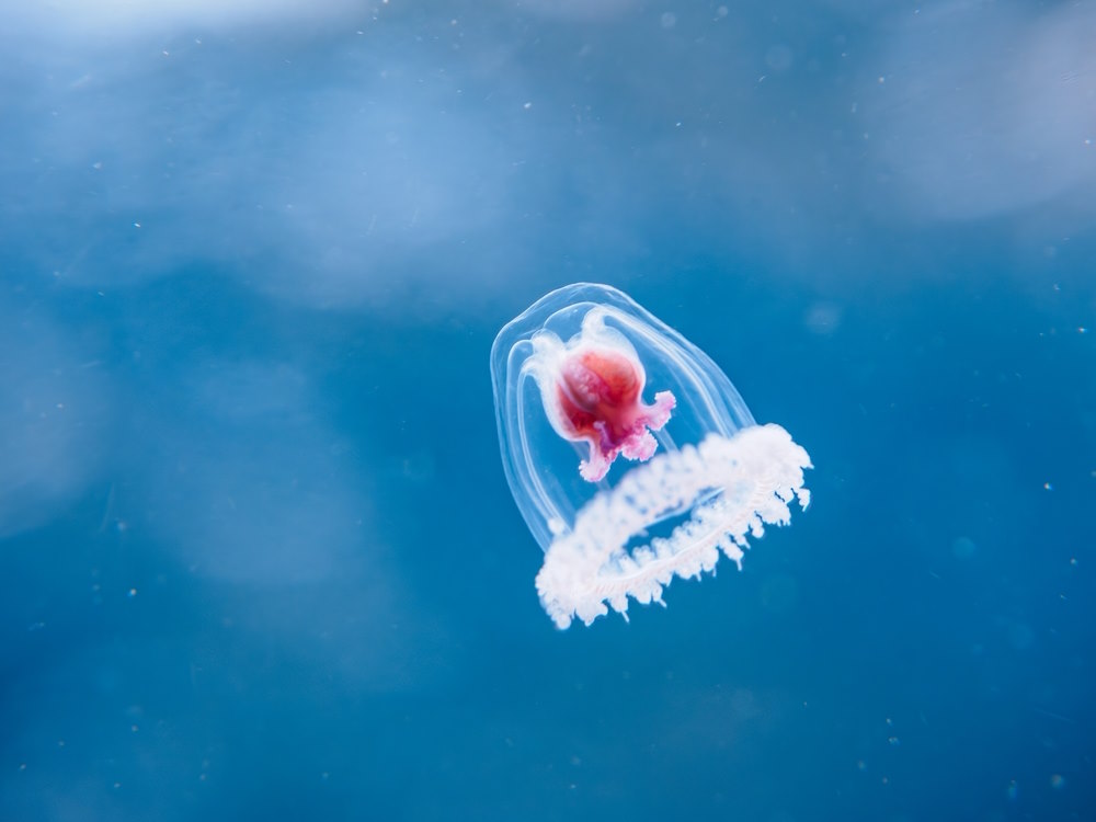 Turritopsis dohrnii