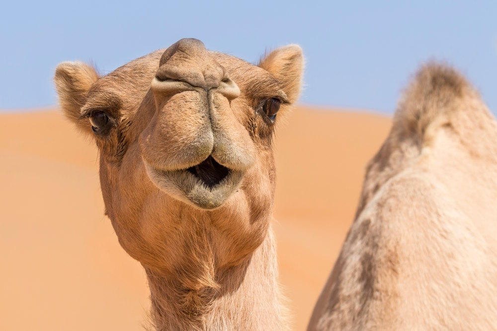 dromedaris aangepast aan de woestijn