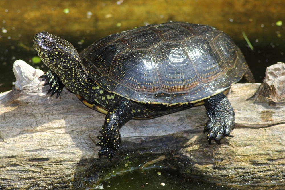 Europese moerasschildpad