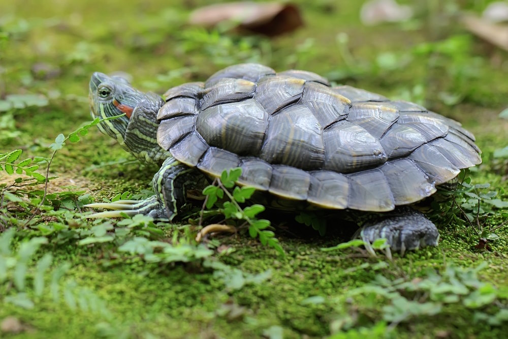 Roodwangschildpad