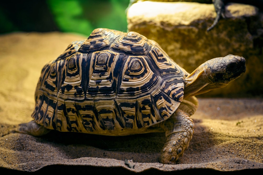 Stigmochelys pardalis