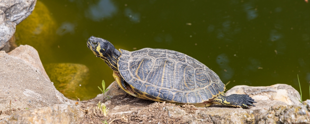 Closeup,Of,Cumberland,Slider,Turtle,In,Pendion,Areos,Public,Park