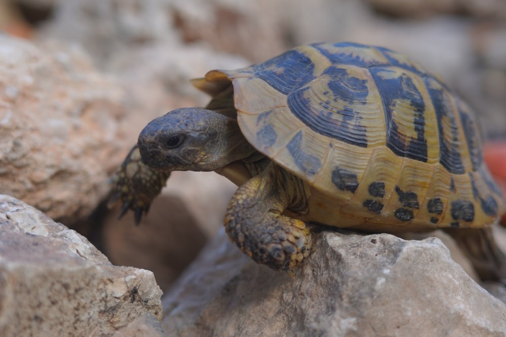 griekse schildpad