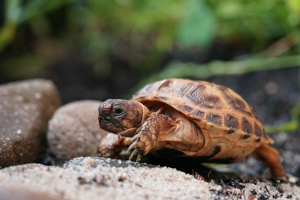 vierteenlandschildpad