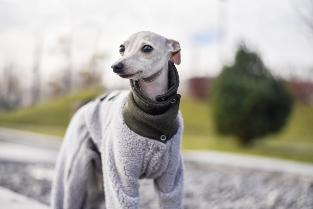 honden kleding whippet