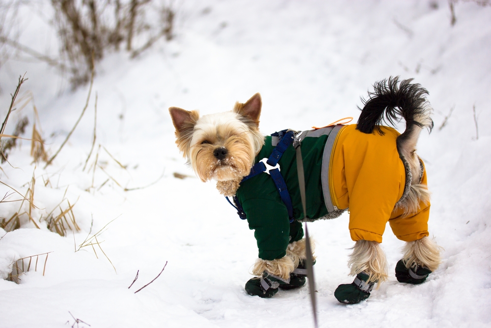 Cute,Yorkshire,Terrier,Posing,Outdoors,In,Winter,Day.,Small,Stylish