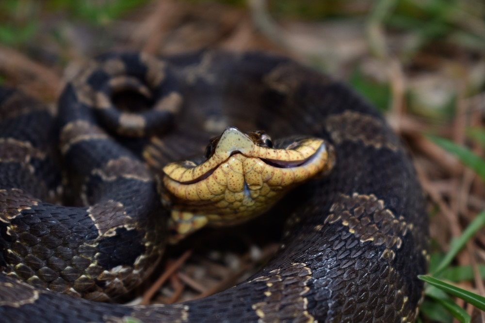 Heterodon platirhinos