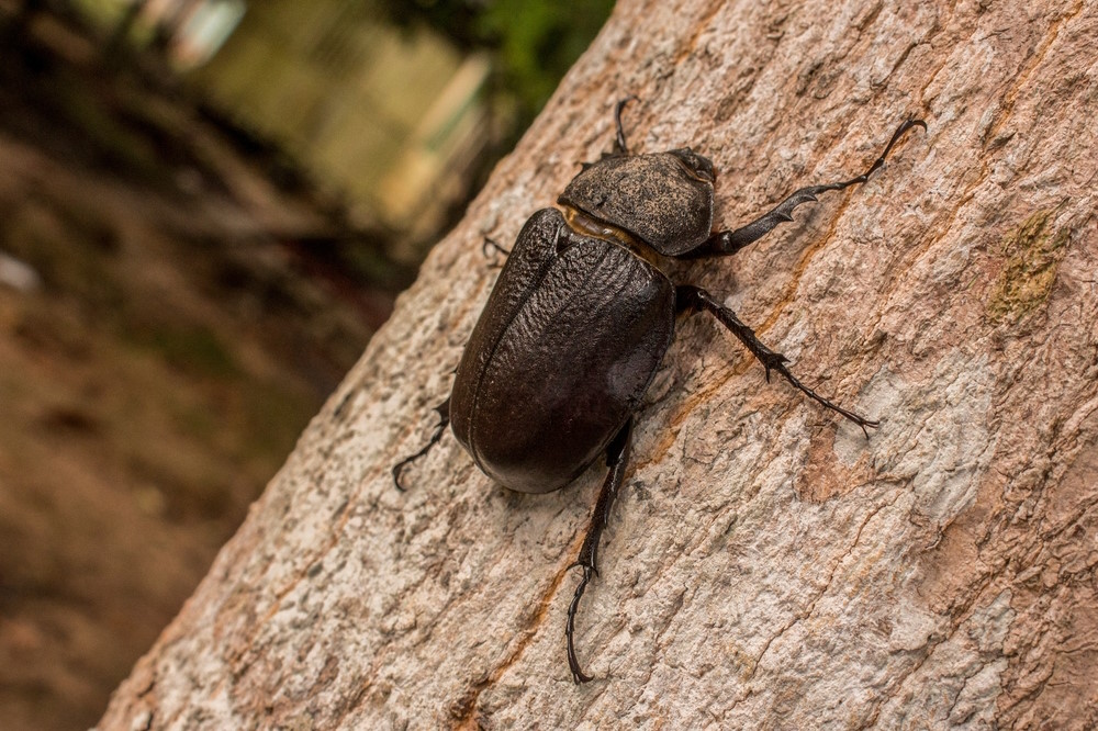 Megasoma actaeon