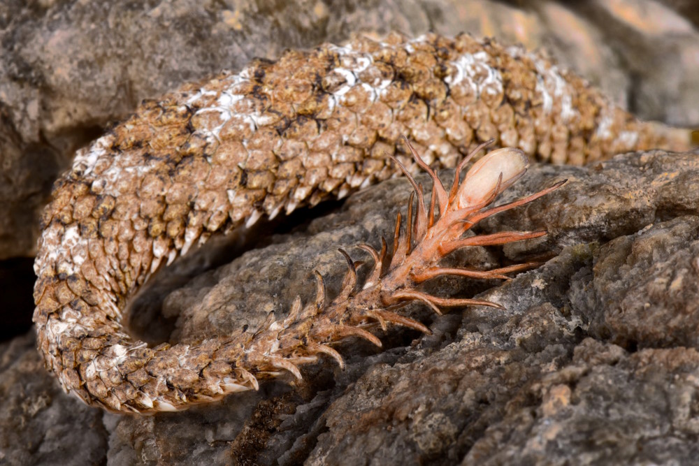 Pseudocerastes urarachnoides
