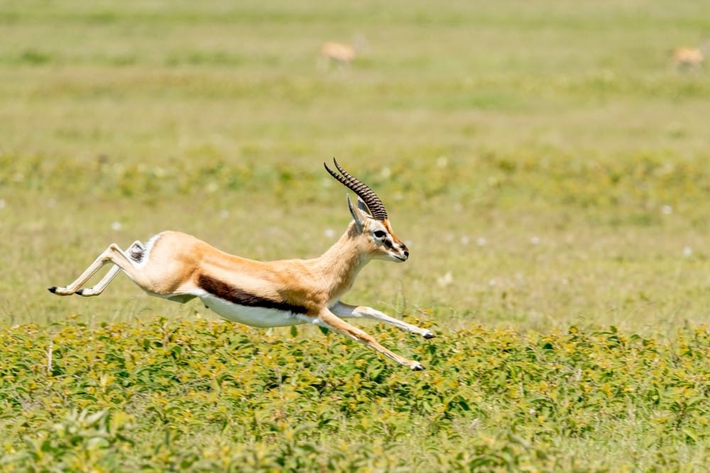 Thomsongazelle Thomsongazelle