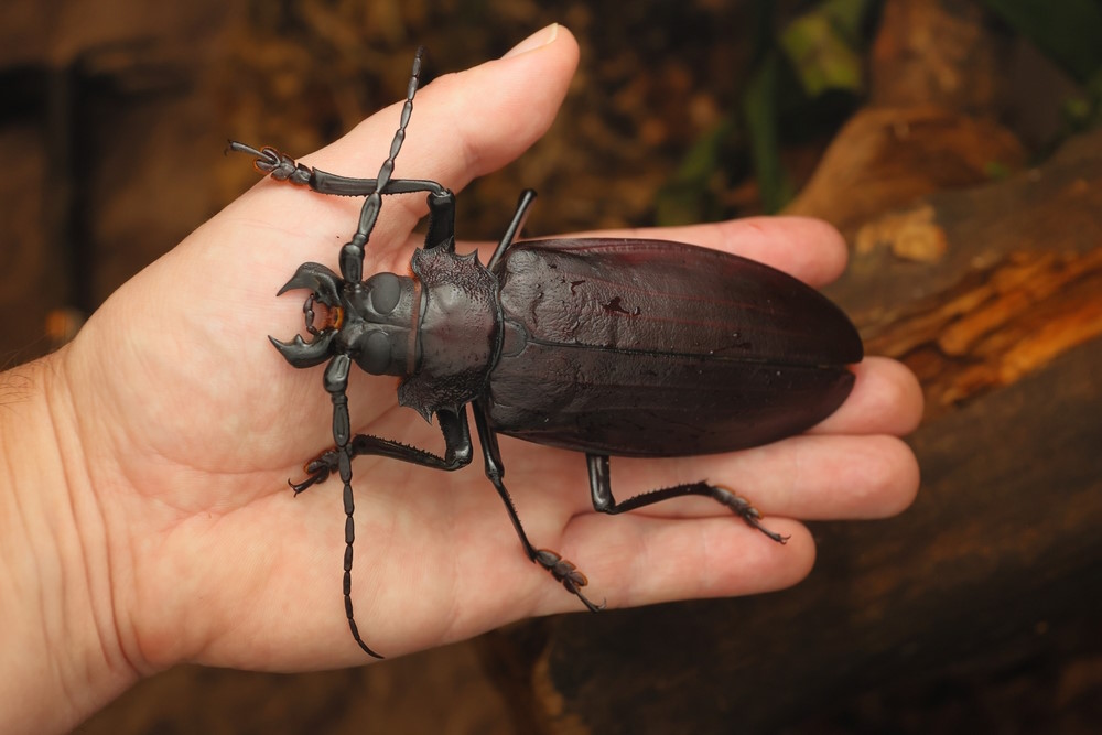 Titanus giganteus