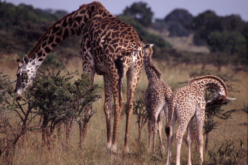giraffen