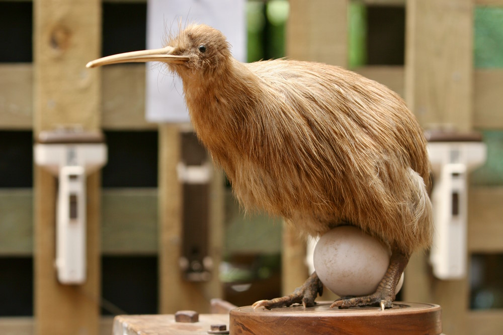 kiwi baby