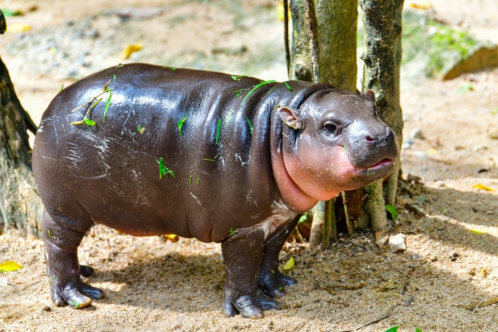 nijlpaard baby