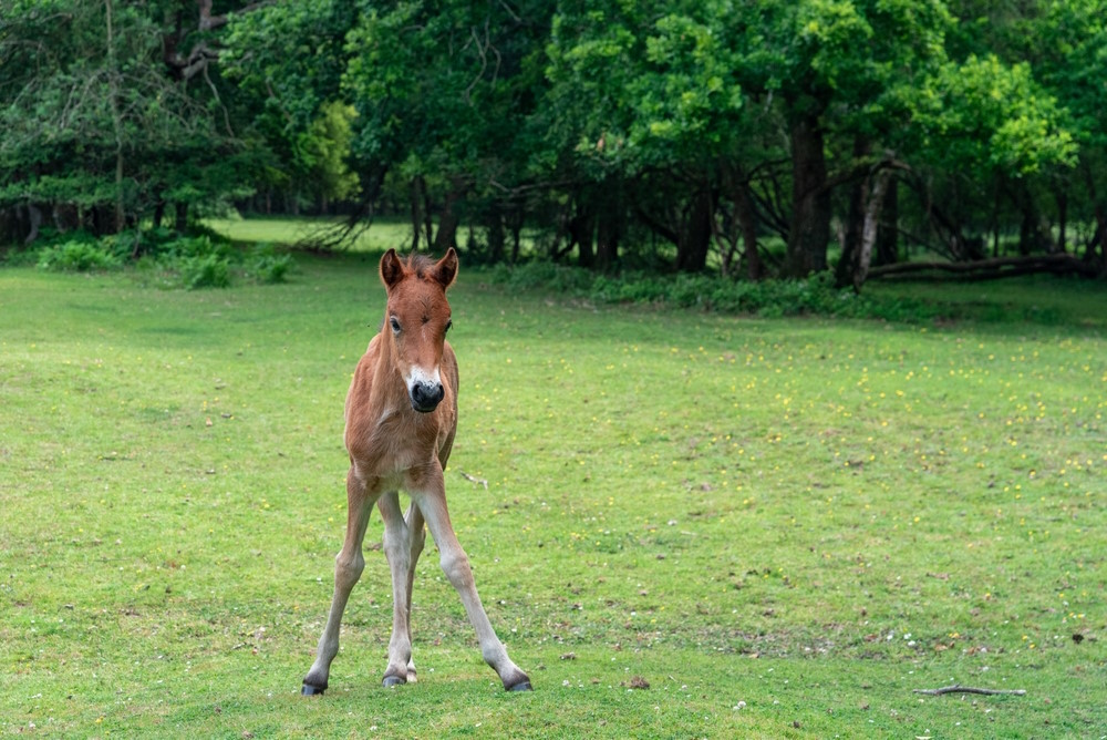 paard baby veulen