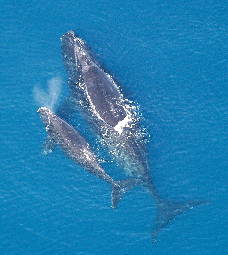 walvis baby
